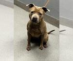 Small American Staffordshire Terrier Mix