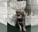 Small Photo #64 Schnauzer (Miniature) Puppy For Sale in CAMBRIDGE, MA, USA