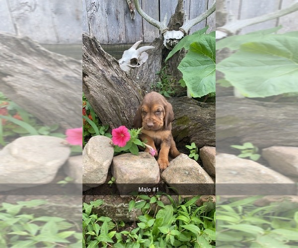 Medium Photo #1 Bloodhound Puppy For Sale in EDGAR SPRINGS, MO, USA