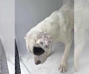 Mutt Dogs for adoption in Houston, TX, USA