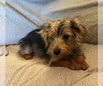 Small #2 Yorkshire Terrier