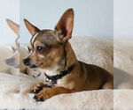 Small #2 Chihuahua