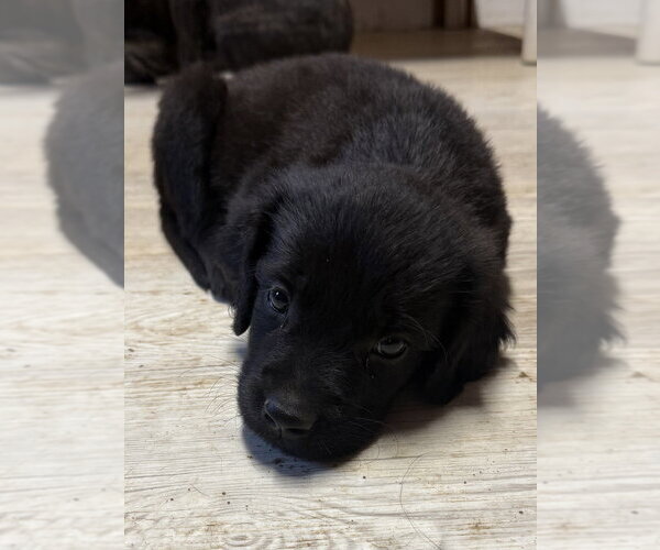 Medium Photo #3 Golden Retriever-Unknown Mix Puppy For Sale in Bolivar, MO, USA