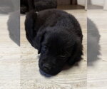 Small #2 Golden Retriever Mix