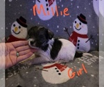 Small Photo #21 Chizer Puppy For Sale in MONTEZUMA, GA, USA