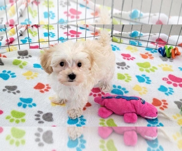Medium Photo #10 Maltese-Poodle (Toy) Mix Puppy For Sale in ORO VALLEY, AZ, USA