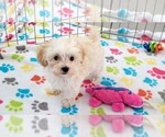Small #9 Maltese-Poodle (Toy) Mix