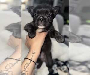 French Bulldog Dog for Adoption in SAN BERNARDINO, California USA