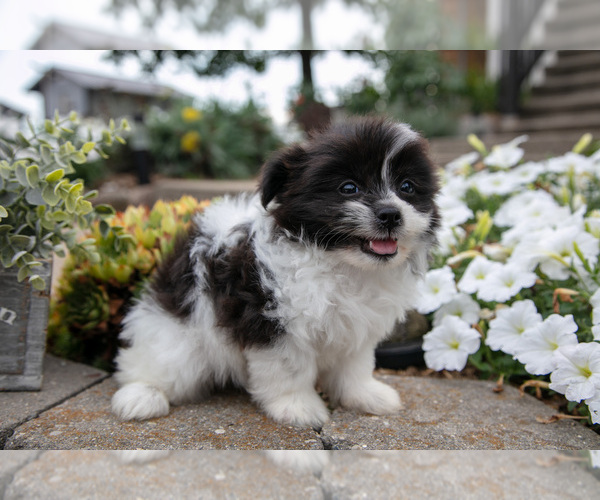 Medium Photo #3 Shiranian Puppy For Sale in MIDDLEBURY, IN, USA