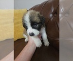 Small #7 Saint Bernard