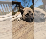 Small Photo #1 Akita Puppy For Sale in MOHRSVILLE, PA, USA