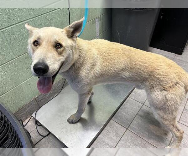 Medium Photo #1 German Shepherd Dog-Unknown Mix Puppy For Sale in Grand Prairie, TX, USA