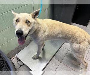 German Shepherd Dog-Unknown Mix Dogs for adoption in Grand Prairie, TX, USA