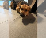 Small German Shepherd Dog