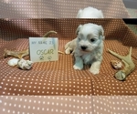 Small Photo #8 Maltipoo (Miniature) Puppy For Sale in BROOKFIELD, MO, USA