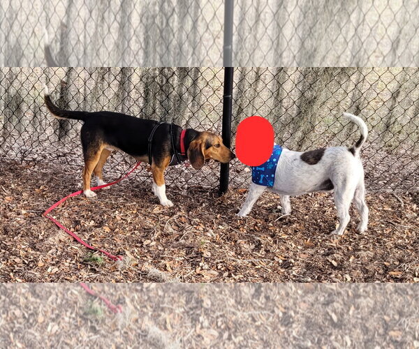 Medium Photo #7 Beagle Puppy For Sale in Dunnellon, FL, USA