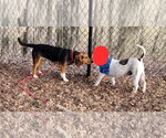 Small #6 Beagle