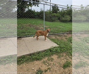 Mutt Dogs for adoption in Maquoketa, IA, USA