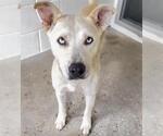 Small #1 German Shepherd Dog Mix