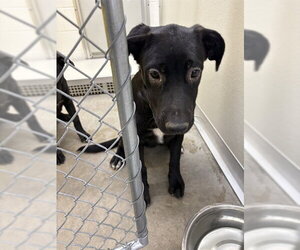 Labrador Retriever-Unknown Mix Dogs for adoption in Temple, TX, USA