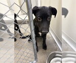 Small Labrador Retriever Mix
