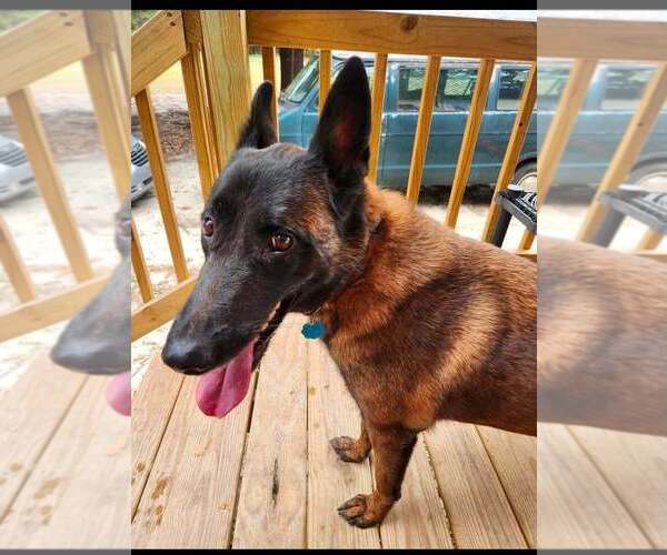 Medium Photo #2 Mutt Puppy For Sale in Imlay City, MI, USA