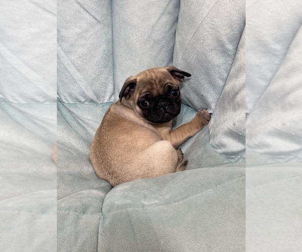 Medium Photo #1 Pug Puppy For Sale in CANOGA, NY, USA