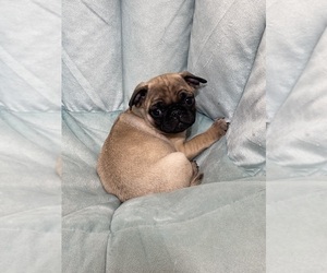 Pug Puppy for sale in CANOGA, NY, USA