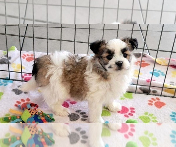 Medium Photo #6 Papitese Puppy For Sale in ORO VALLEY, AZ, USA