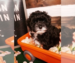 Maltipoo Puppy for sale in INDEPENDENCE, MO, USA