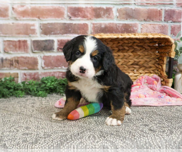 Medium Photo #5 Bernese Mountain Dog Puppy For Sale in SYRACUSE, IN, USA