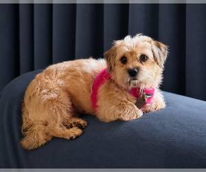 Shih Tzu Dogs for adoption in Pacolet, SC, USA