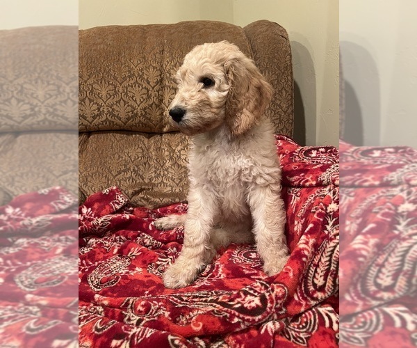 Medium Photo #1 Goldendoodle Puppy For Sale in EDMOND, OK, USA