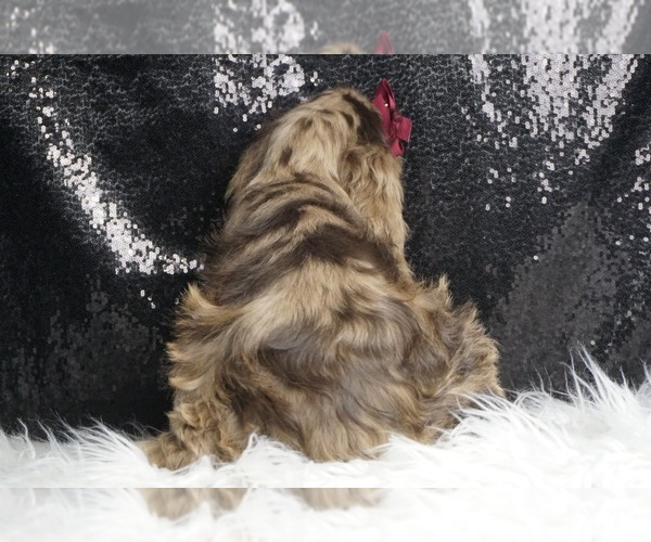 Medium Photo #6 Cocker Spaniel Puppy For Sale in WARSAW, IN, USA