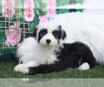 Small Sheepadoodle