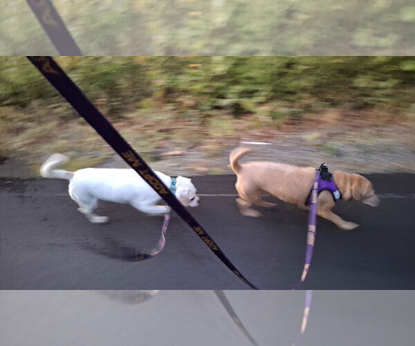 Medium Photo #22 Dachshund-Unknown Mix Puppy For Sale in Sebec, ME, USA