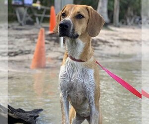 Beagle-Unknown Mix Dogs for adoption in Royal Palm Beach, FL, USA