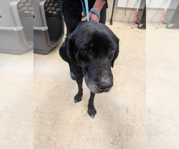 Medium Photo #1 Labrador Retriever-Unknown Mix Puppy For Sale in Mobile, AL, USA