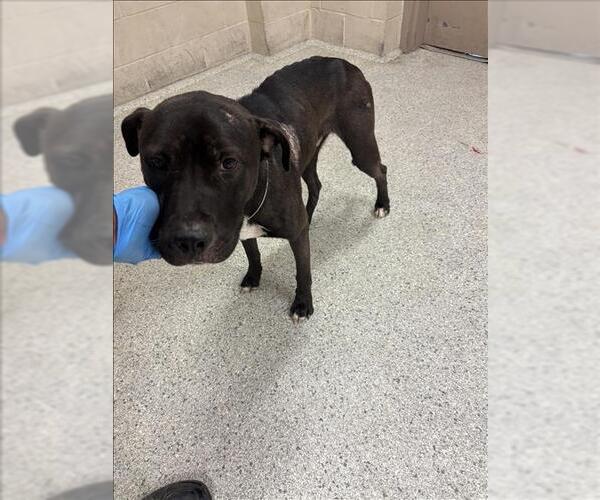 Medium Photo #1 American Pit Bull Terrier-Unknown Mix Puppy For Sale in Conroe, TX, USA
