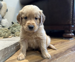 Puppy Gray Golden Retriever
