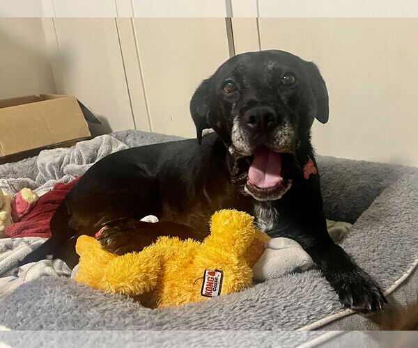 Medium Photo #15 Boxer-Unknown Mix Puppy For Sale in Mount Laurel, NJ, USA