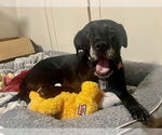 Small #14 Boxer Mix