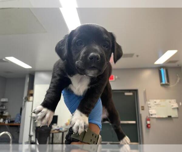 Medium Photo #1 Mutt Puppy For Sale in Riverside, CA, USA
