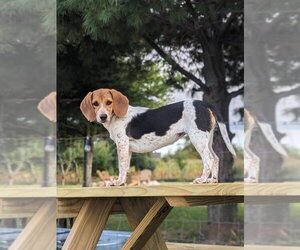 Mother of the Beagle puppies born on 04/13/2025