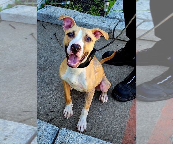 Medium Photo #4 American Bulldog-Unknown Mix Puppy For Sale in Perth Amboy, NJ, USA