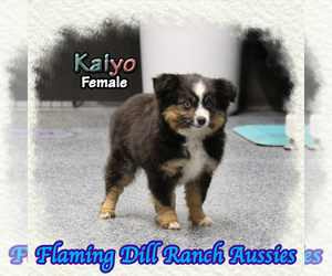 Miniature Australian Shepherd Puppy for sale in FORESTBURG, TX, USA