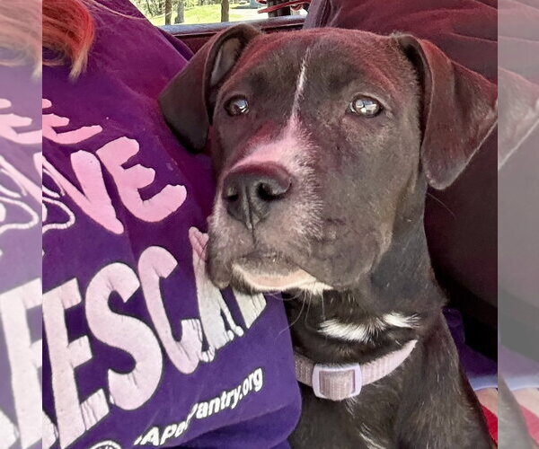 Medium Photo #9 American Pit Bull Terrier-Unknown Mix Puppy For Sale in Hillsboro, MO, USA