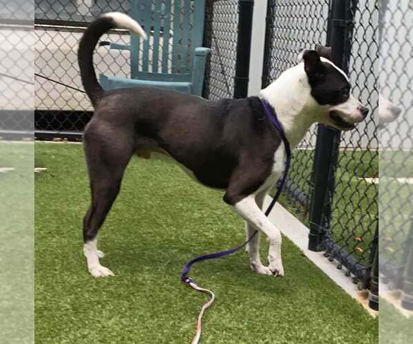 Medium Photo #4 American Bulldog-Collie Mix Puppy For Sale in columbia, SC, USA