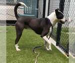 Small #3 American Bulldog-Collie Mix