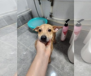 Dachshund-Unknown Mix Dogs for adoption in Agoura Hills, CA, USA